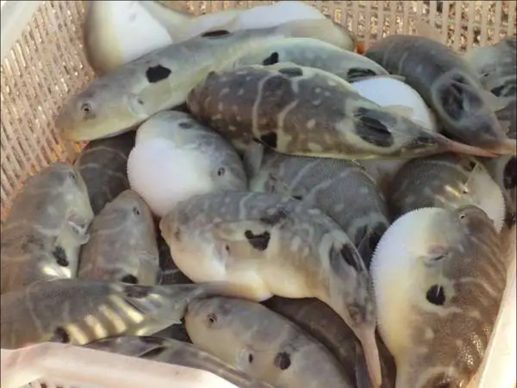 看古人怎么吃河豚提前两年做河豚酱为吃河豚甚至愿意喝脏水