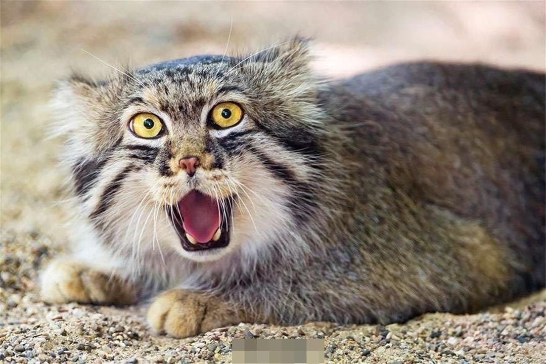 青海洋猞猁下山偷看人类差点被逮长得像个球却能轻松咬死蛇