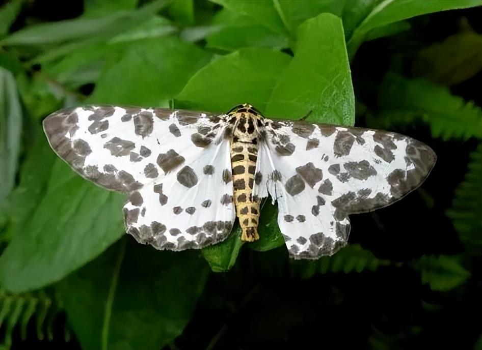 尺蠖:挑战农业的伪装高手