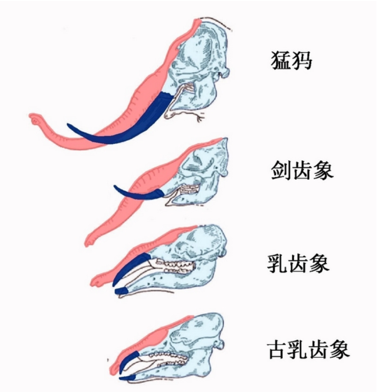 大象的身体结构图图片