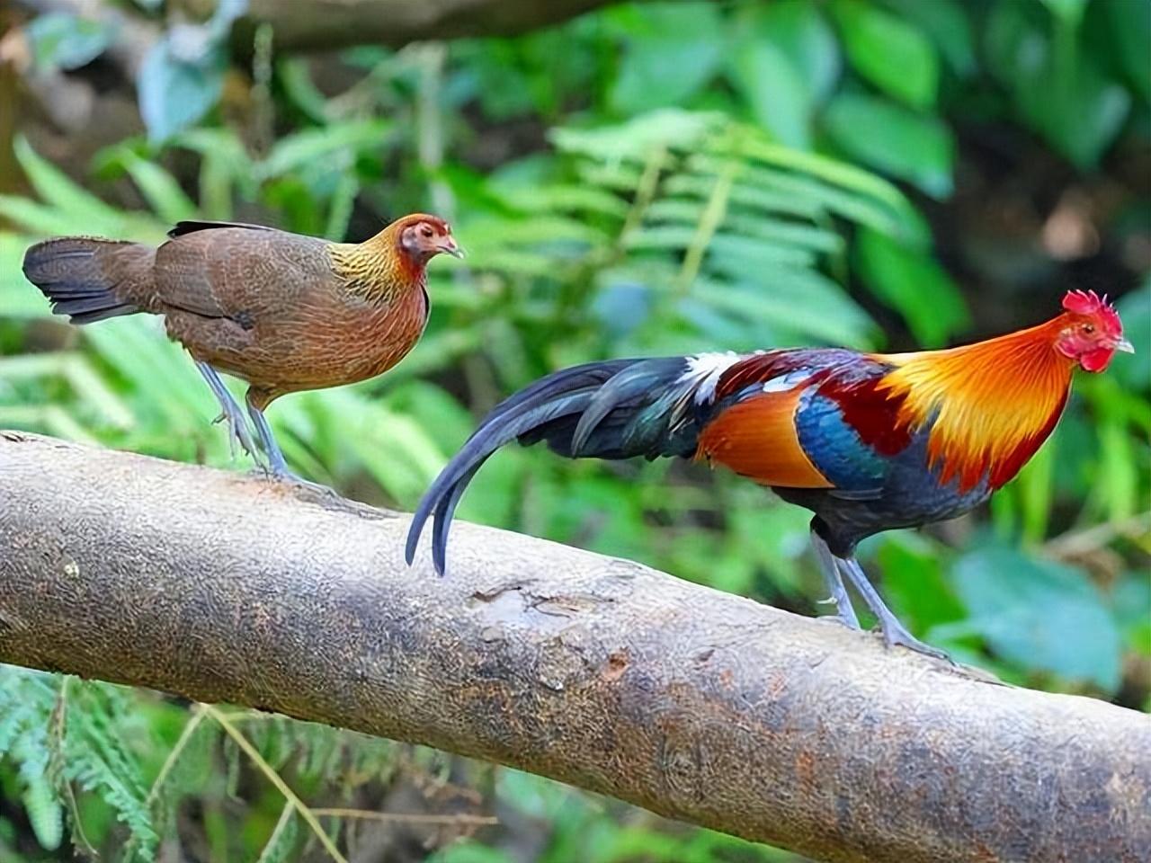 回顾野外的鸡就是野鸡把家养的鸡放到野外它们会变成野鸡吗