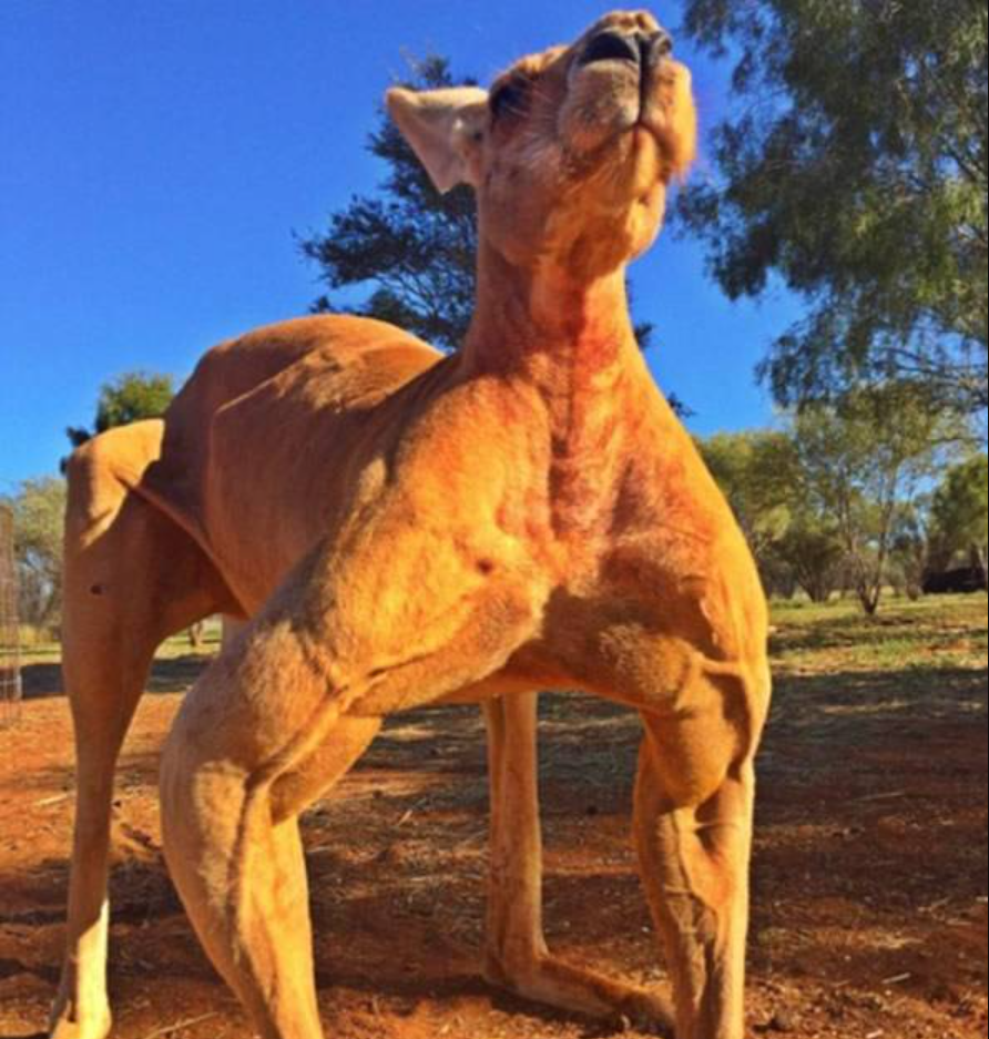 随时准备给人一电炮的袋鼠战斗力有多猛人类单挑能赢它吗