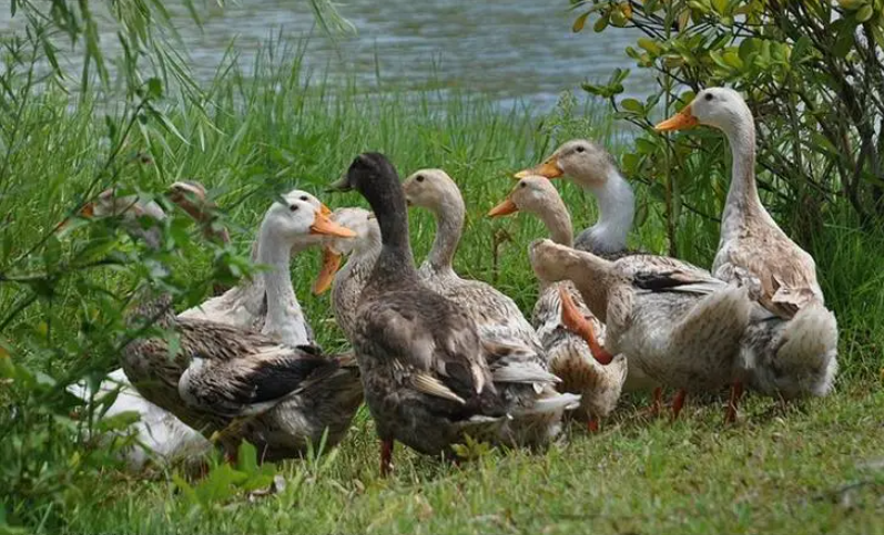 杨大元是浙江的养鸭大户,他家的鸭子是
