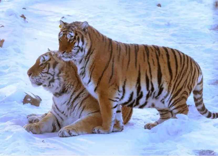 东北虎已经干不过孟加拉虎了个头难超300公斤战斗力也下滑