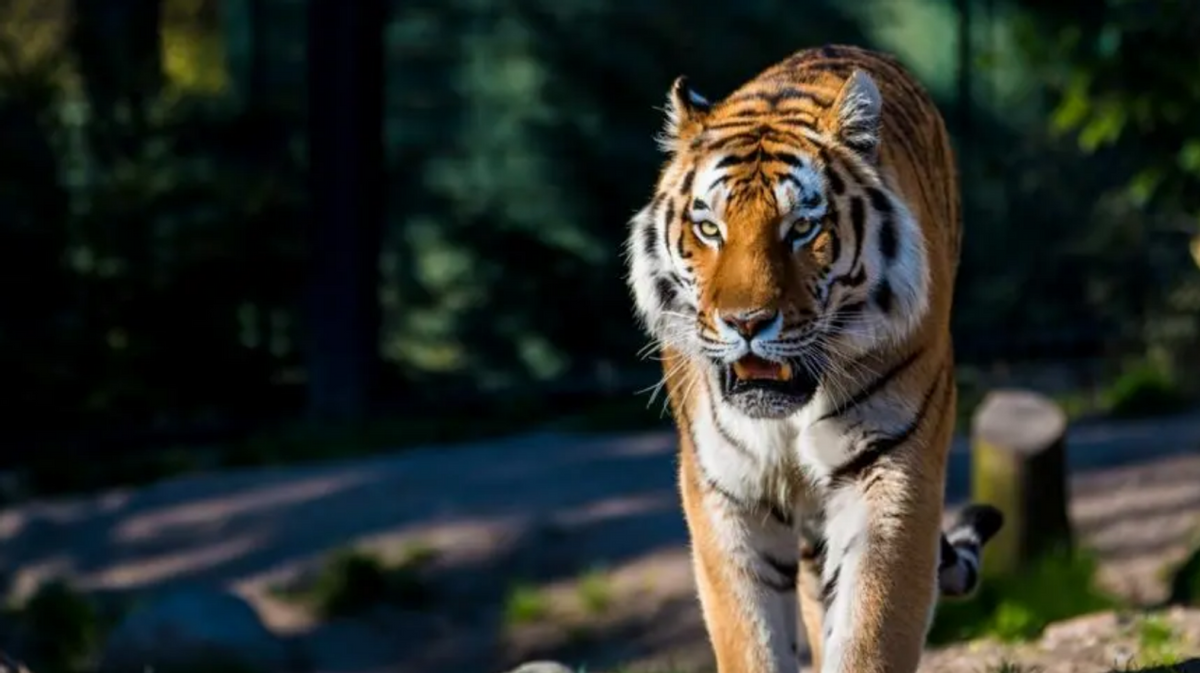 回顾东北虎成黑龙江特产挖野菜能遇老虎人和老虎谁抢了谁地盘