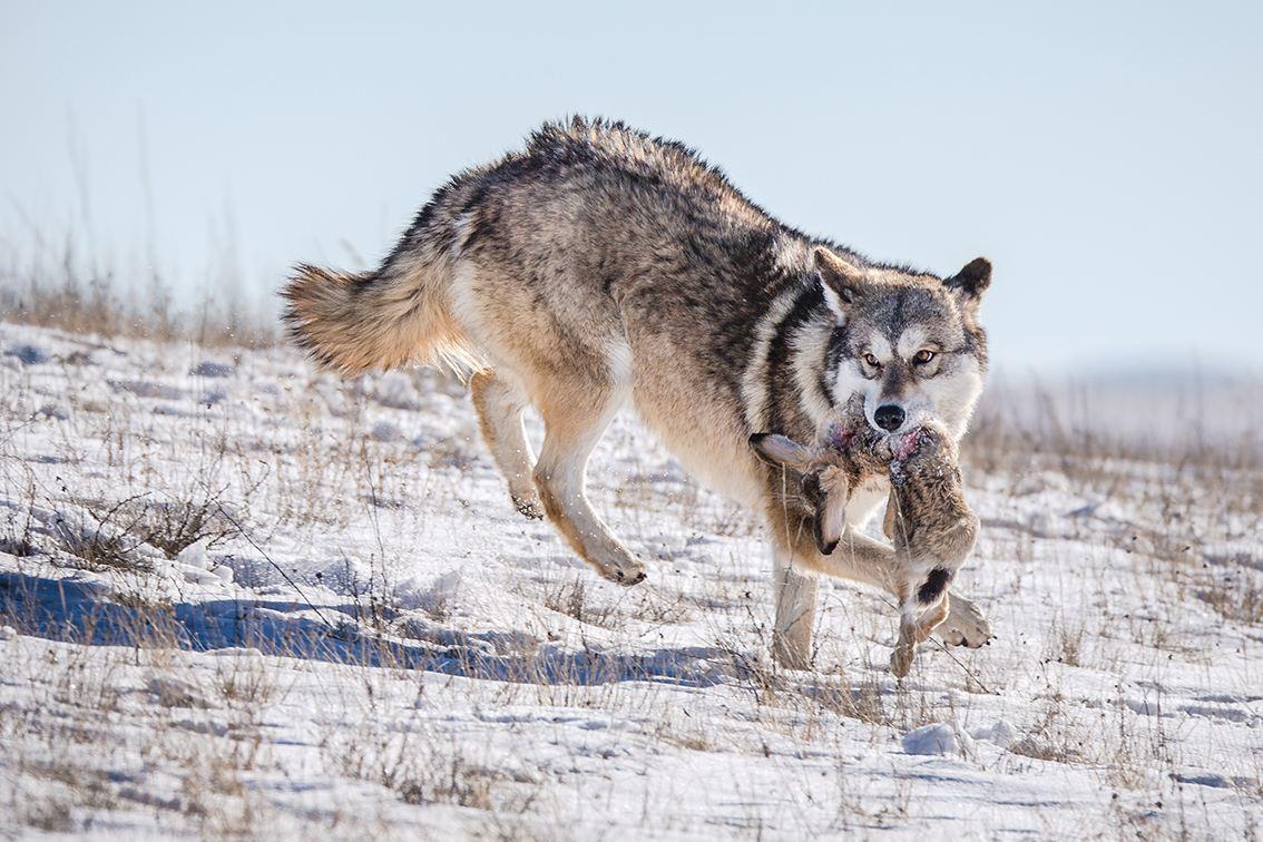 纪实男孩3岁被狼咬掉半张脸13岁被父亲赶出家门后来儿女双全