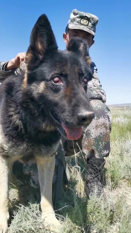 警犬搜救犬在保护普通人,那军犬到底在做什么?凭什么待遇高?