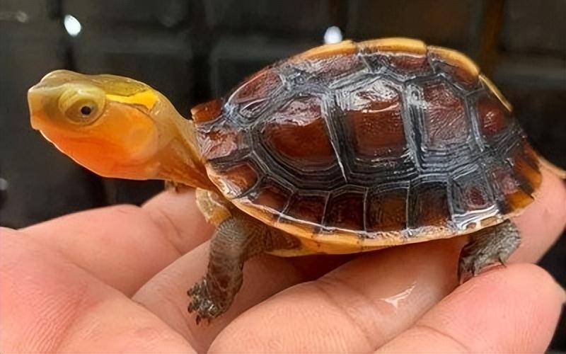 回顾:女子上山遇乌龟,没有水还能活?为何老人说山上乌龟不能动?