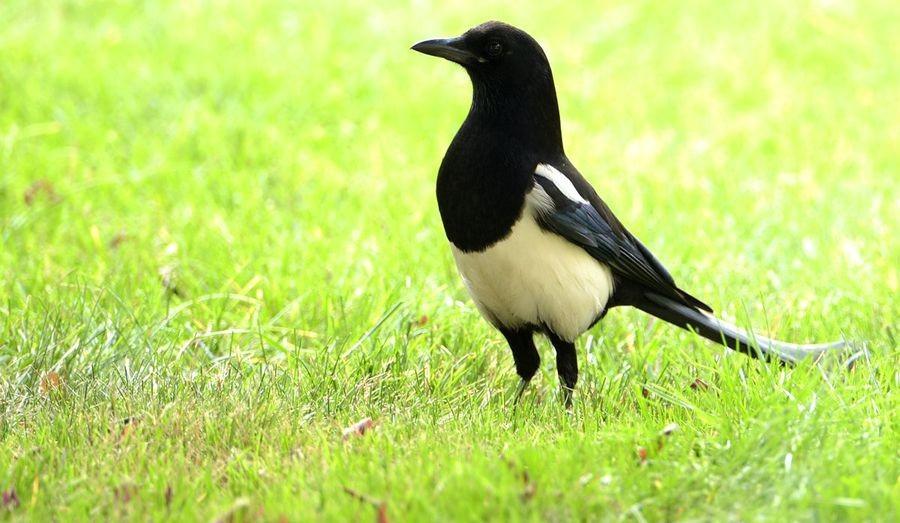 喜鹊有天敌吗没见过老鹰抓喜鹊也没人抓为何喜鹊还变少了