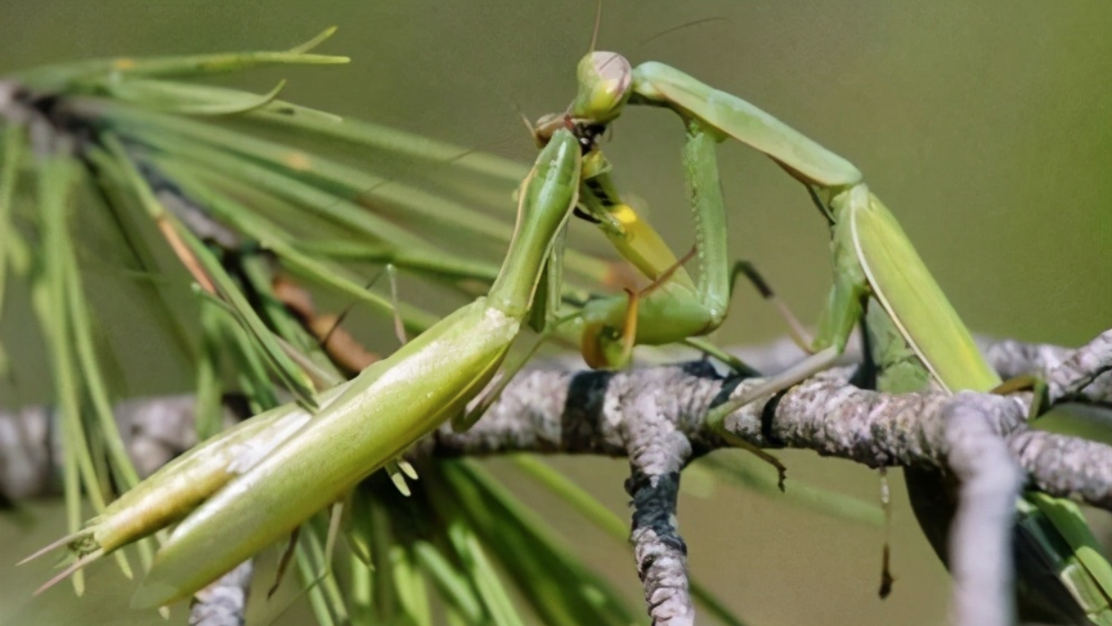 交配后会被媳妇吃掉公螳螂真的不反抗有没有活下来的公螳螂
