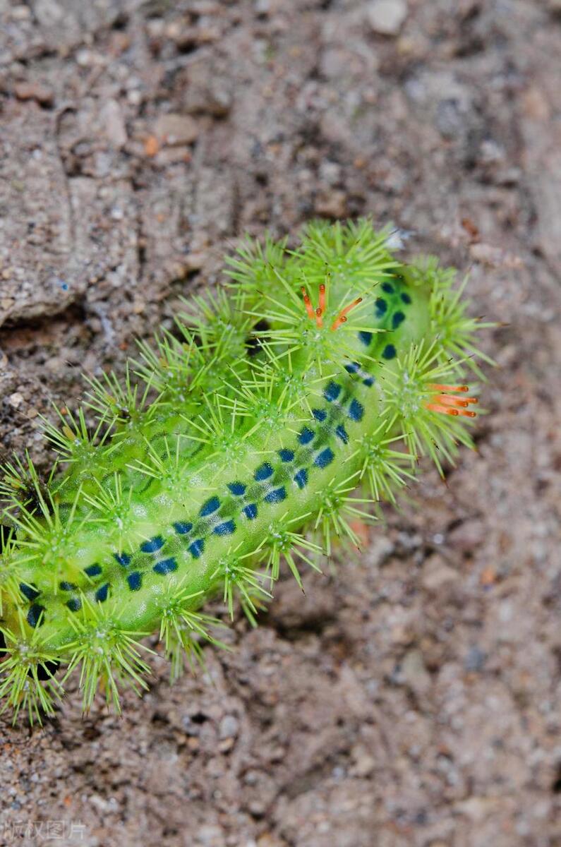 如何区分黄刺蛾,扁刺蛾和丽绿刺蛾的成虫和幼虫?