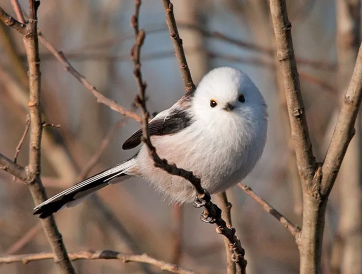 中国隐藏的国鸟候选长得像个糯米团子凭什么竞争我国国鸟