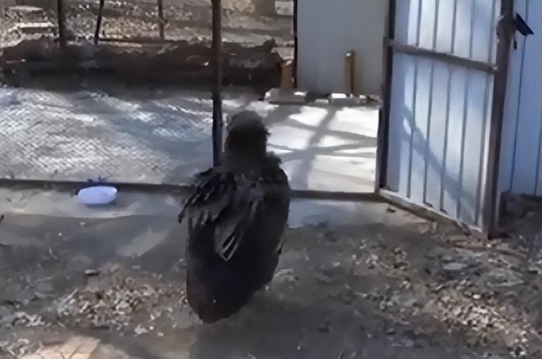 2013年,周海翔所在的救助中心迎来一个中了毒的大家伙,它就是肥肥.