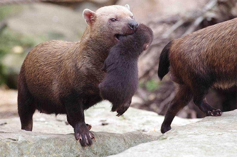 长着熊脸狐狸嘴脚上有蹼牙齿像猫南美四不像竟是一种狗