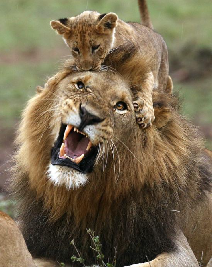 作为猫科动物的狮子却是另类.
