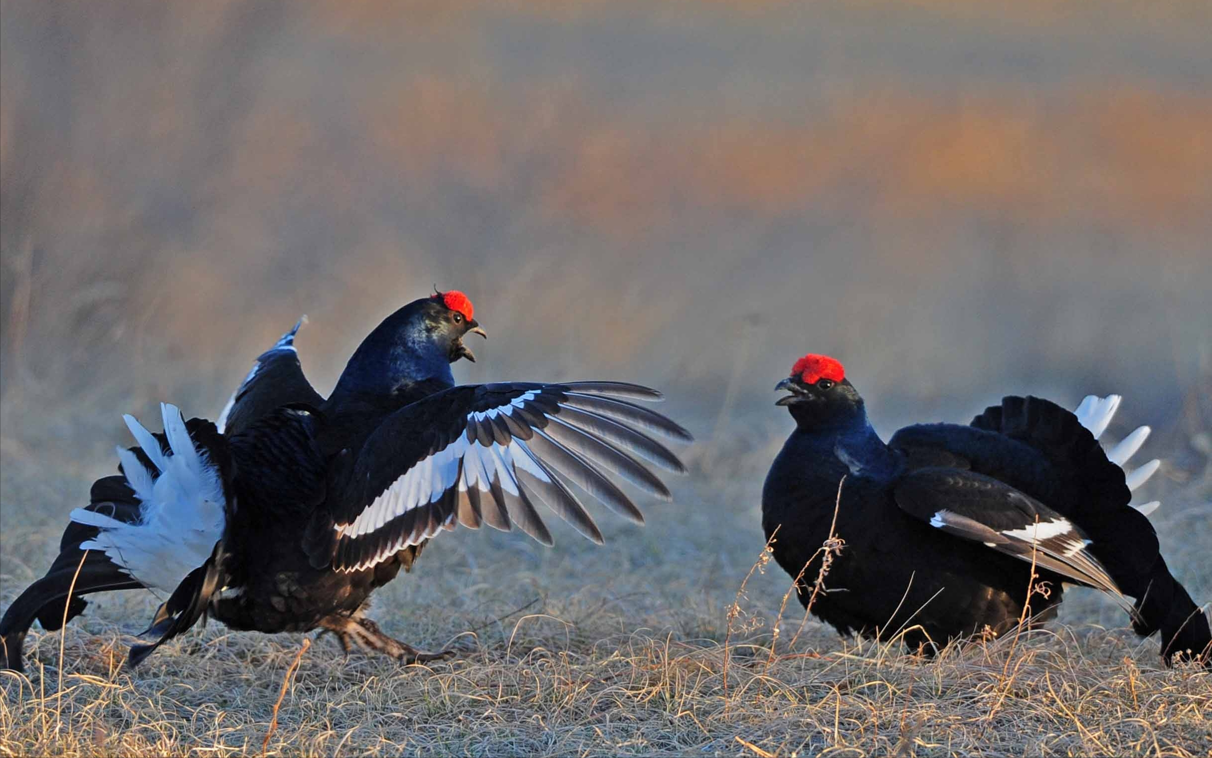 称,雉鸡是一种属于鸡形目,雉科雉属的鸟类,而家鸡是雉属原鸡属的物种