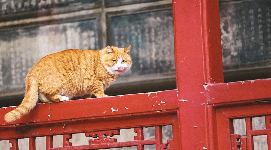 故宫猫黄爷爷图片