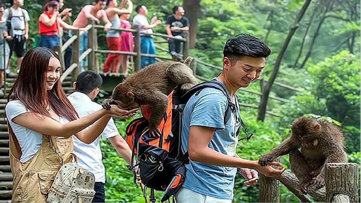 峨眉山猴子如此流氓背后是有原因的