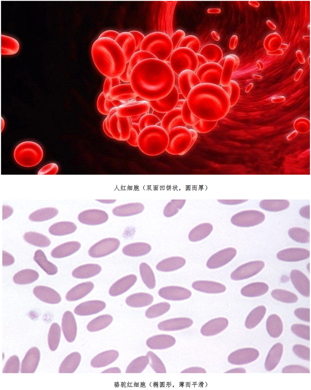 吐沫骆驼竖尾象看见就赶紧逃命为什么口吐白沫的骆驼不能惹