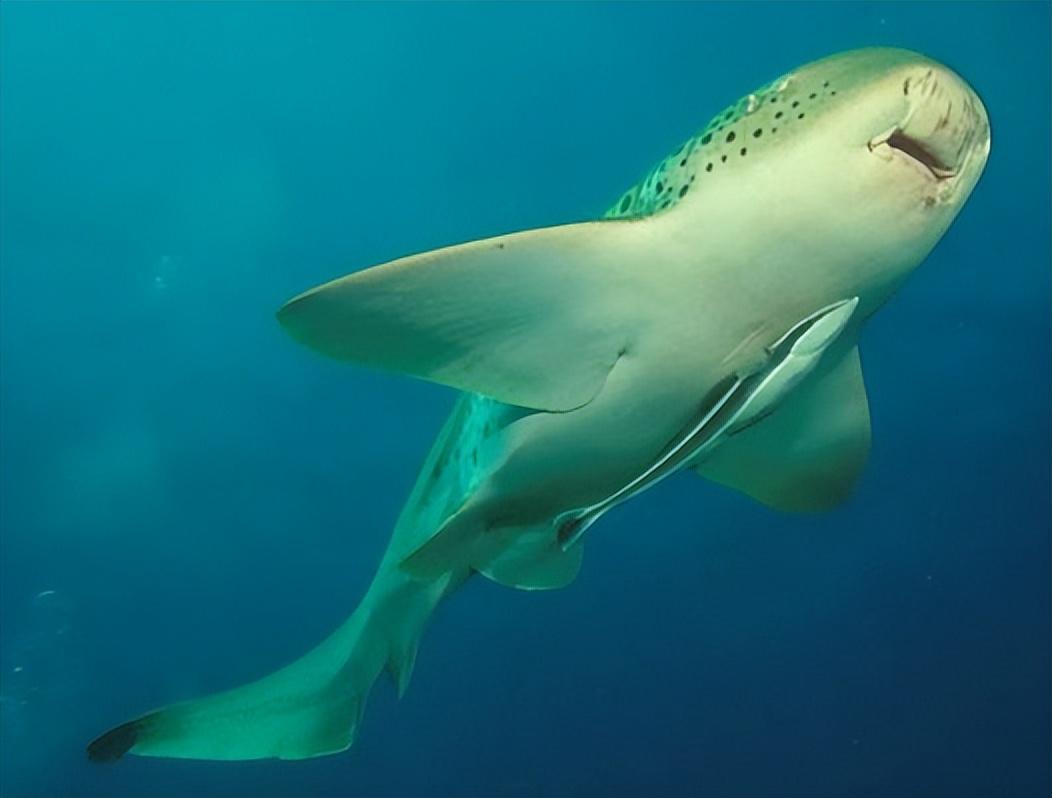 䲟鱼的奇异进化:脑袋变吸盘,蹭吃蹭喝的生活态度