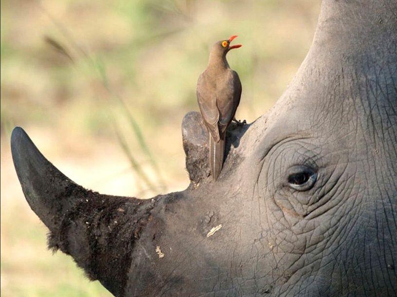 动物的共生关系是什么意思?与伴生,寄生等等生存方式有什么不同?