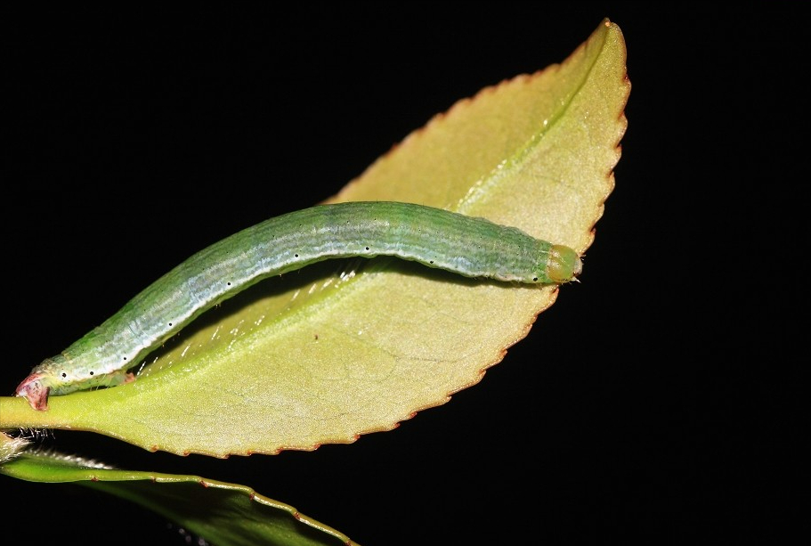 尺蠖:挑战农业的伪装高手