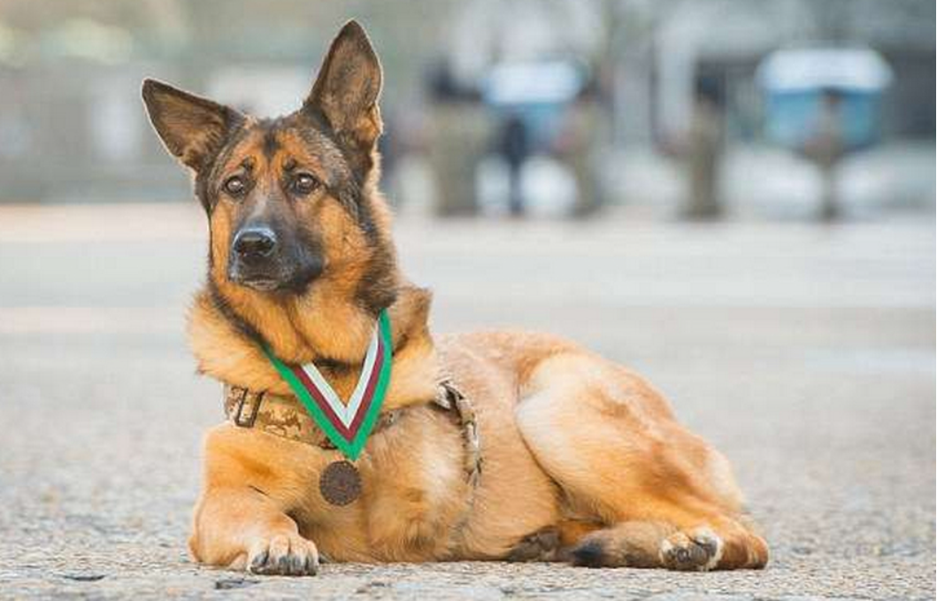 警犬搜救犬在保护普通人那军犬到底在做什么凭什么待遇高