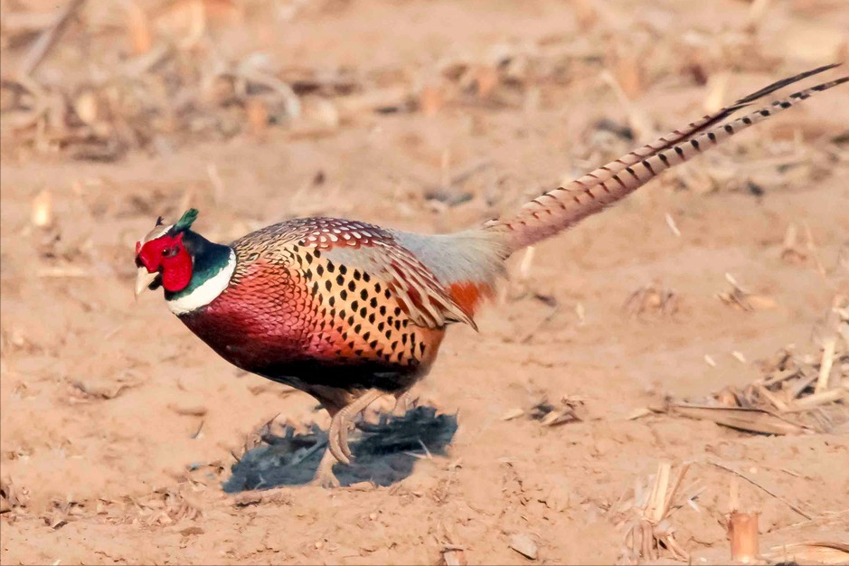 称,雉鸡是一种属于鸡形目,雉科雉属的鸟类,而家鸡是雉属原鸡属的物种