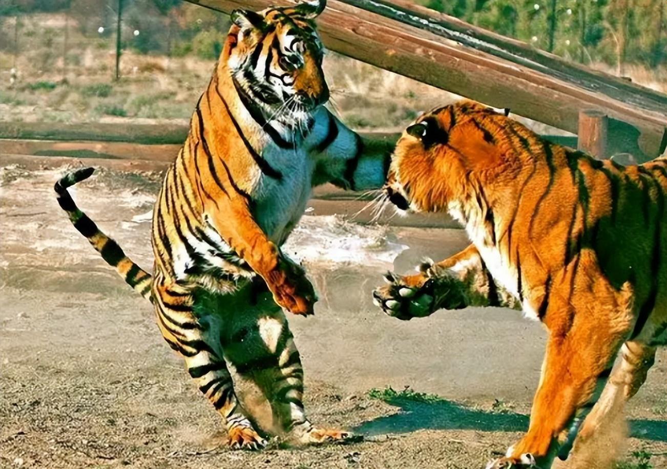 她怜悯被放生的猎豹,下决心保护野生动物