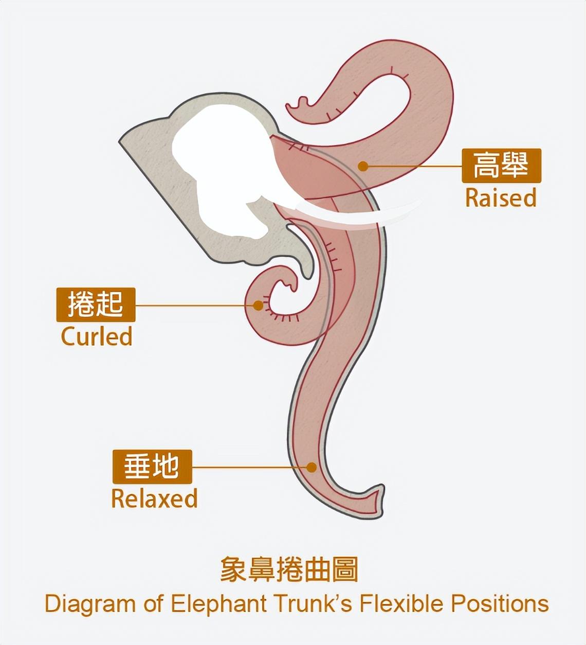 大象的身体结构图图片