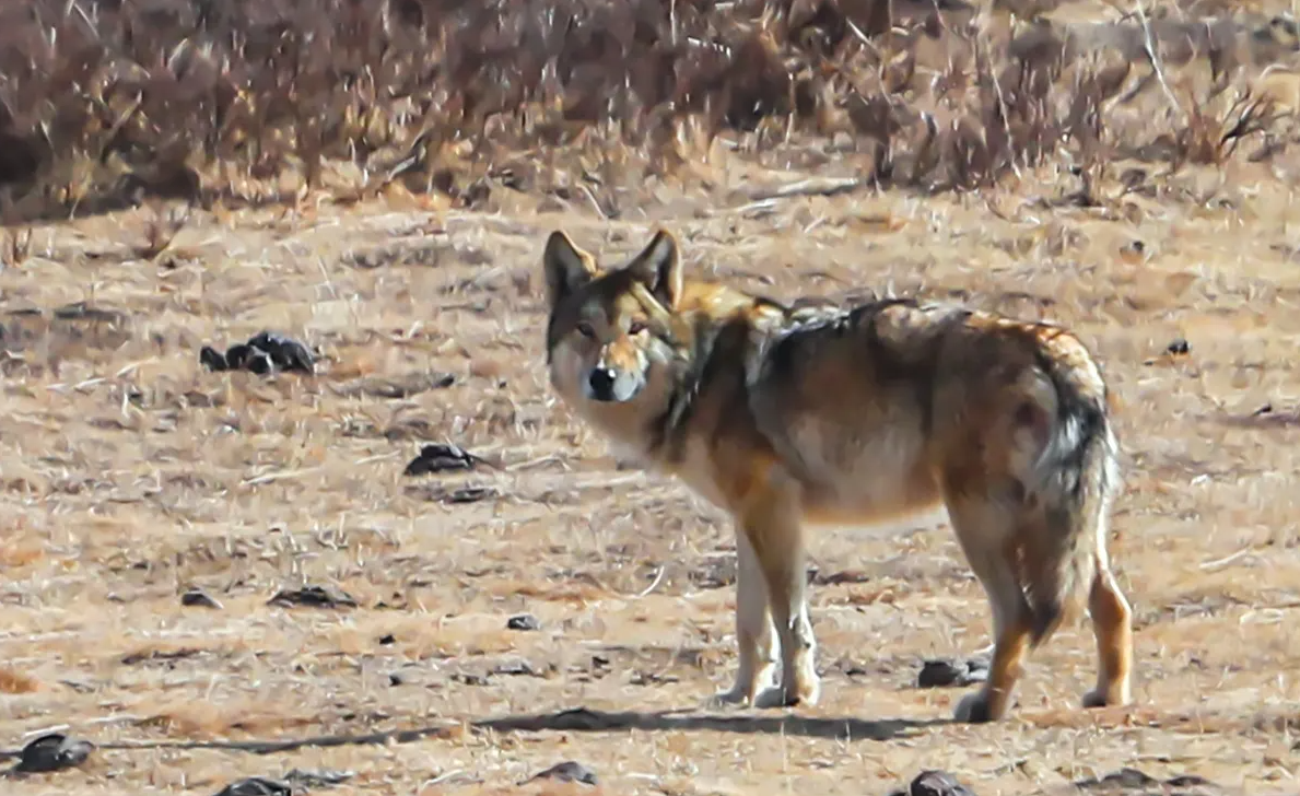 纪实:男孩3岁被狼咬掉半张脸,13岁被父亲赶出家门,后来儿女双全