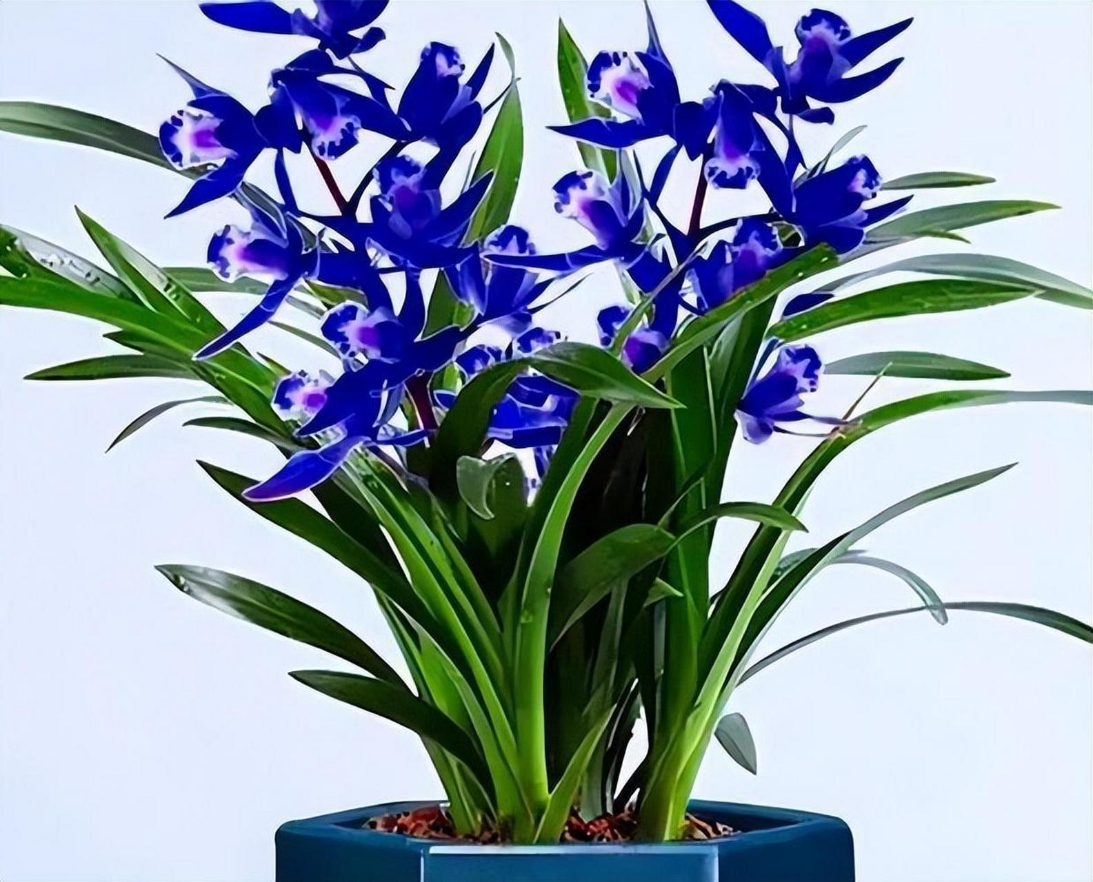 养兰养心,醉玲珑兰花来帮忙!宝石蓝花瓣,清新花香让人陶醉.