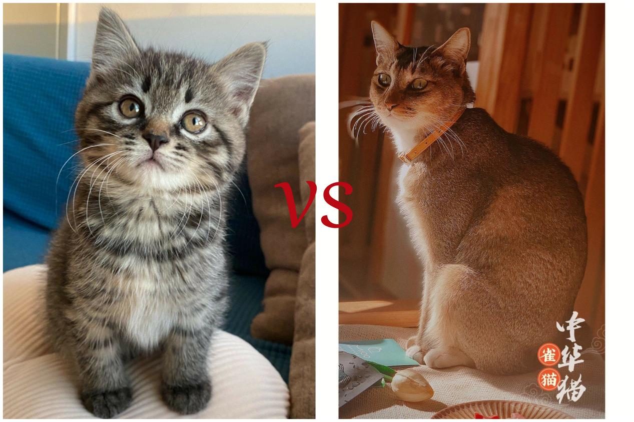 谁才是中华田园猫中的大哥不是狸花猫而是罕见的中华雀猫