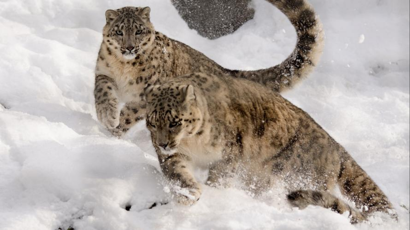 回顾3岁雪豹受伤向人求救后腿瘫痪不能动医院却拒绝给它做检查