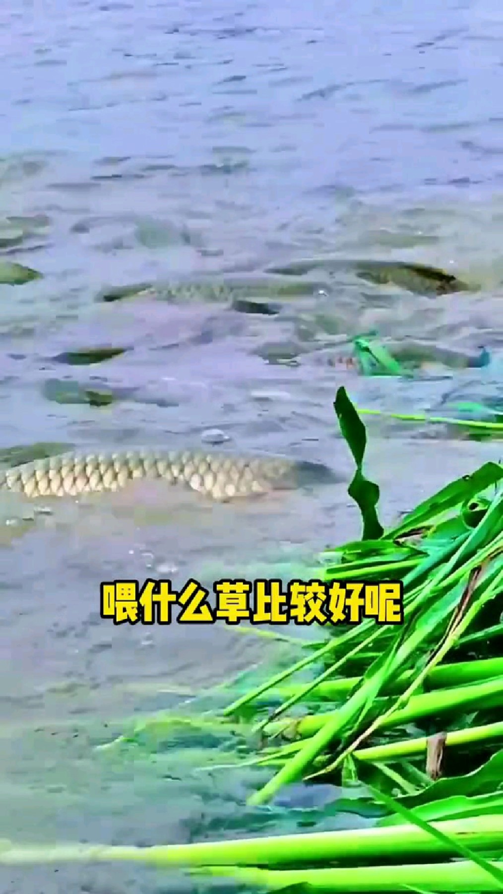 草鱼什么时候喂草好