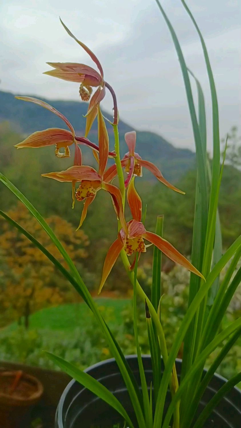 大片兰花中发现一颗经典送春红花,叶片居然带水晶边