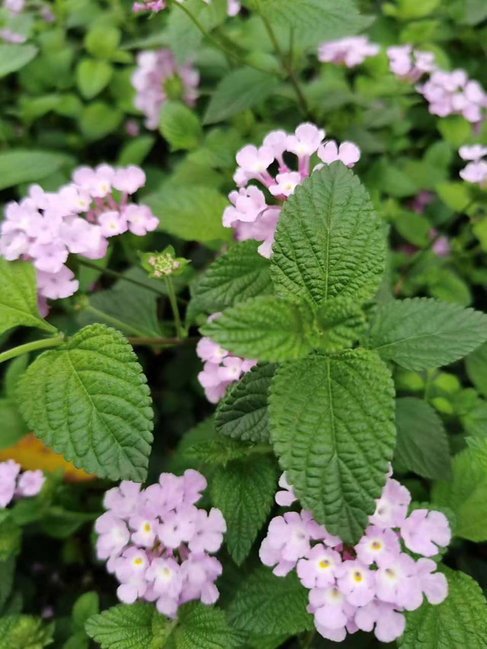 马缨丹俗名叫做:七变花,五彩花,五色梅,等等.