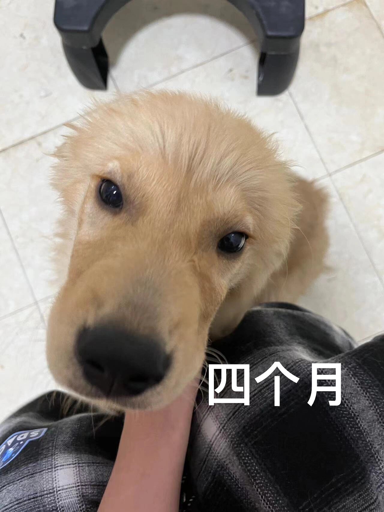 金毛幼犬图片  金毛幼犬