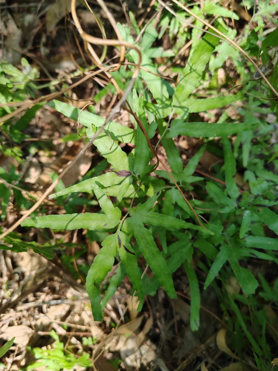 这是什么草呀  周边一圈变黑褐色,有的叶子又不会