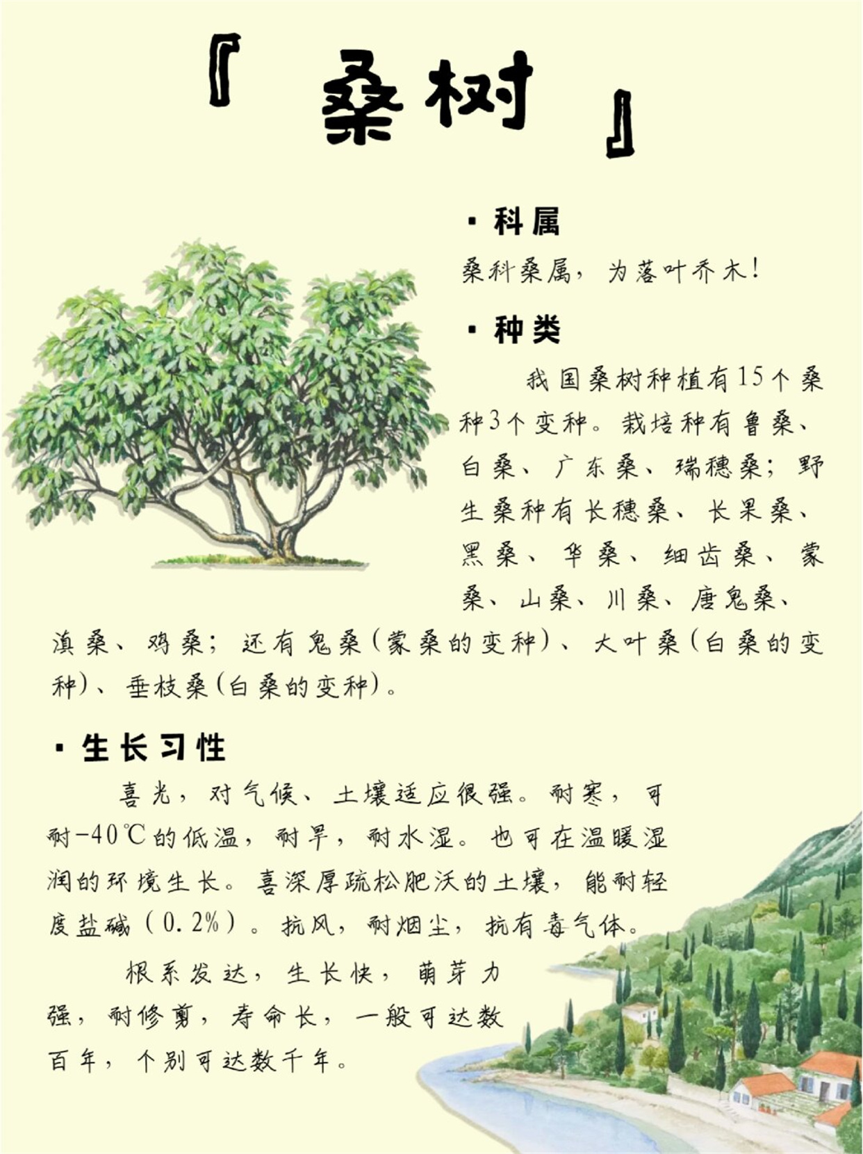 桑树,那是一棵承载着时光记忆与岁月痕迹的神奇之树