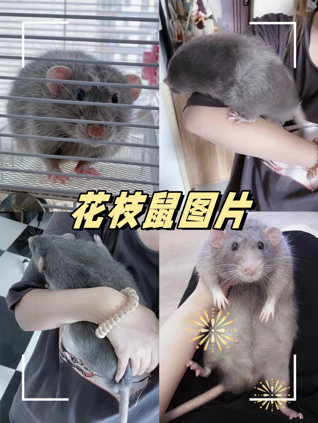 花枝鼠的毛色丰富多样,有黑色,白色,咖啡色等,每一只都独一无二.