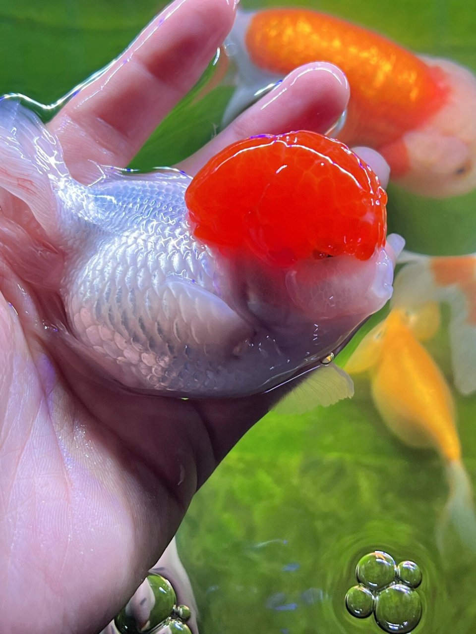 怪怪水族馆大头鱼图片