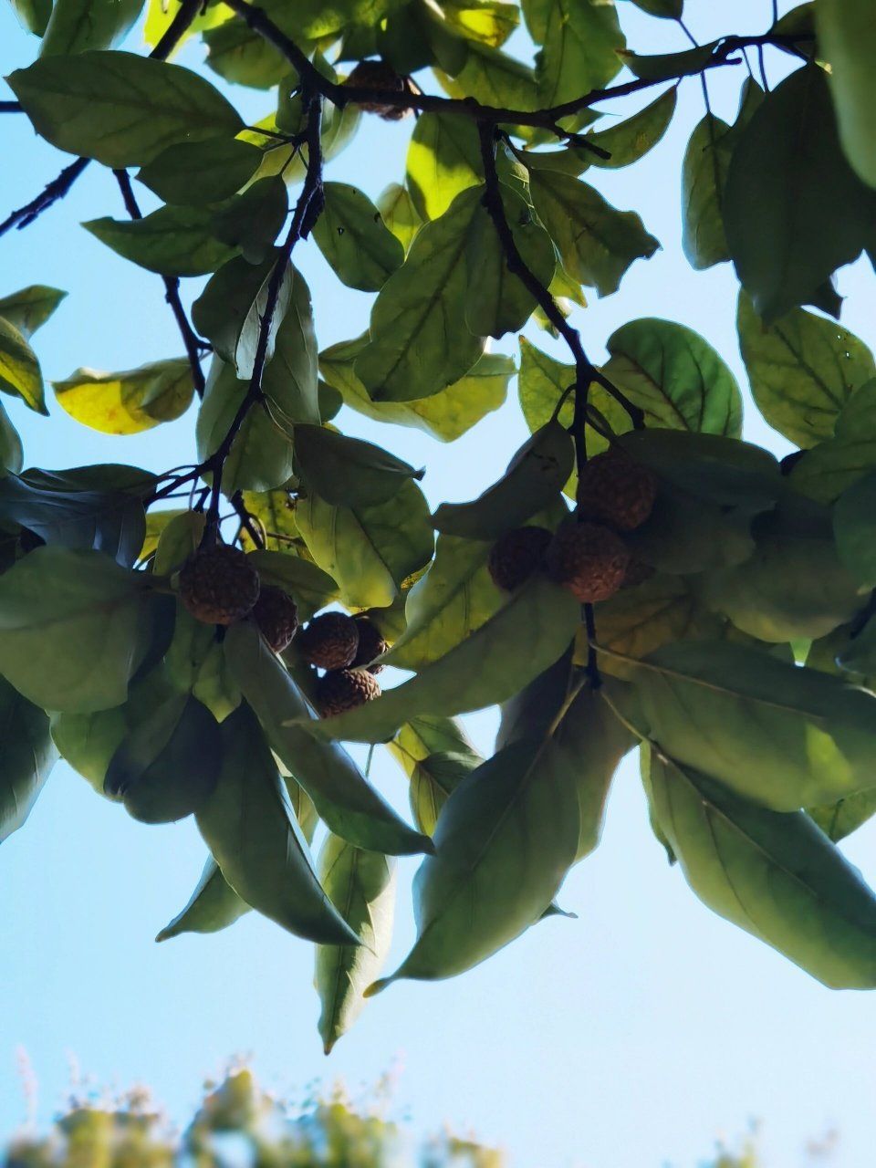 97春天,柘木树绽放出嫩绿的新芽97,生机勃勃.