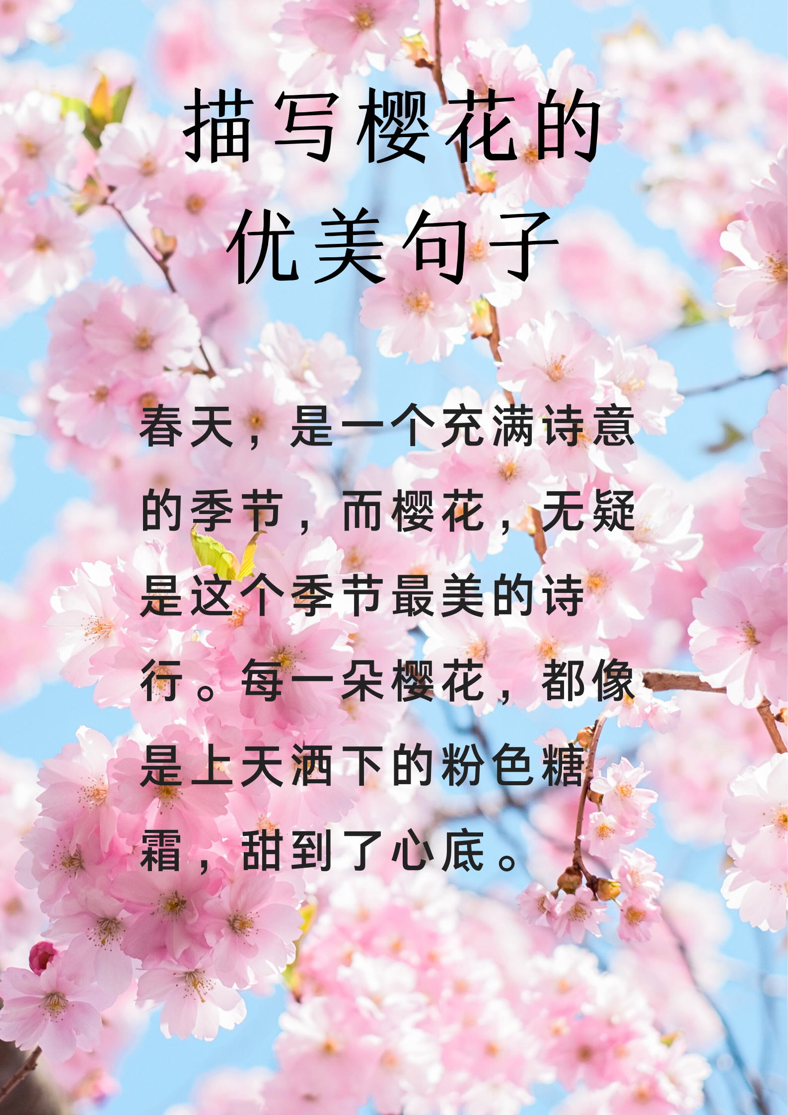 描写樱花的句子形容图片