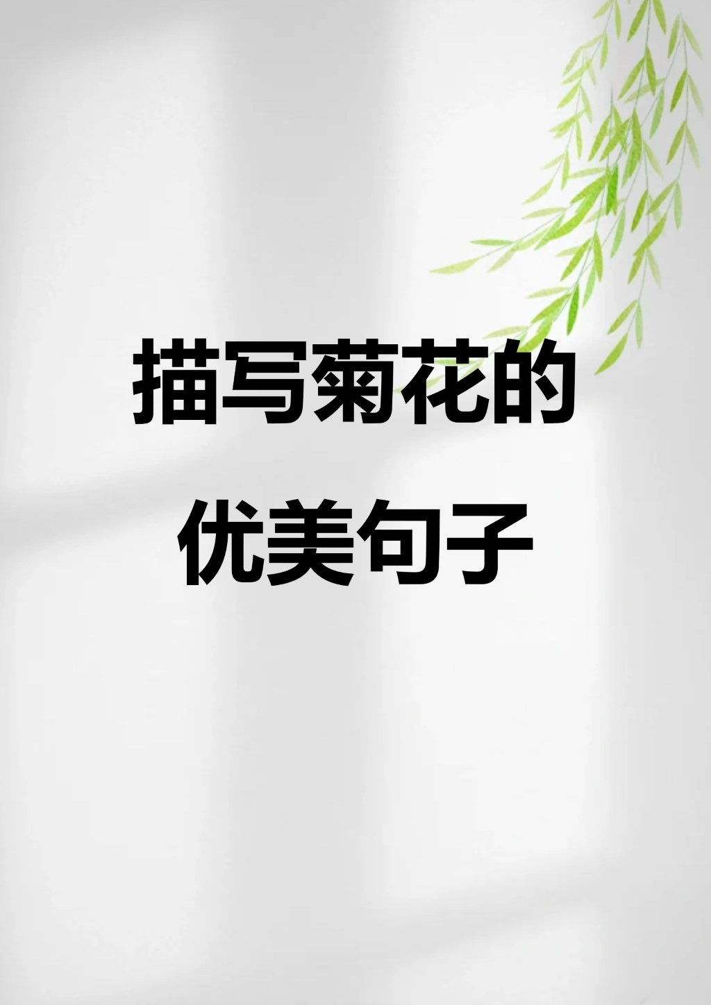 菊花怎么形容图片