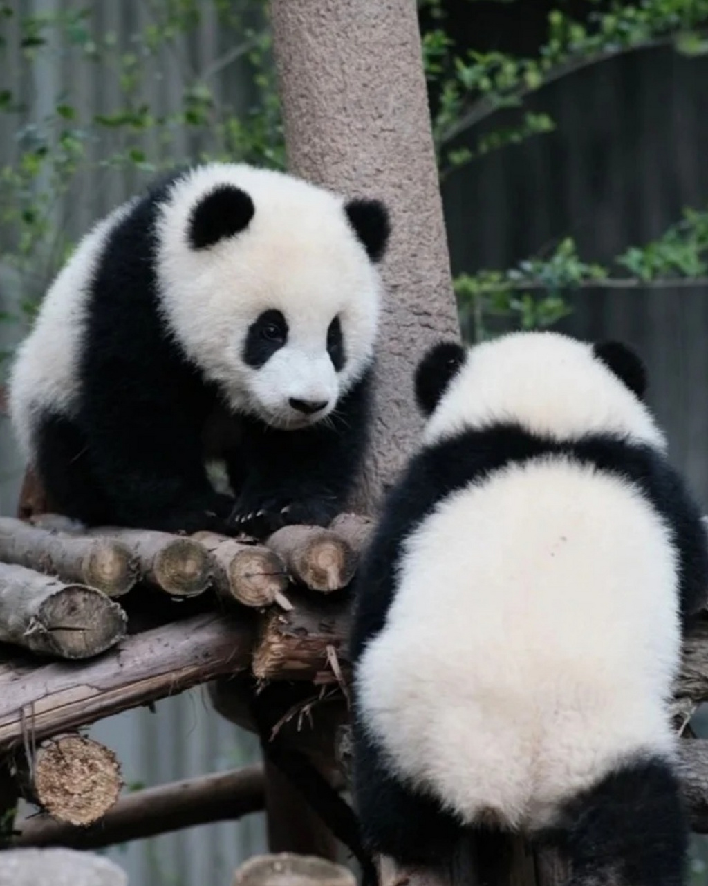 大熊猫样子图片图片