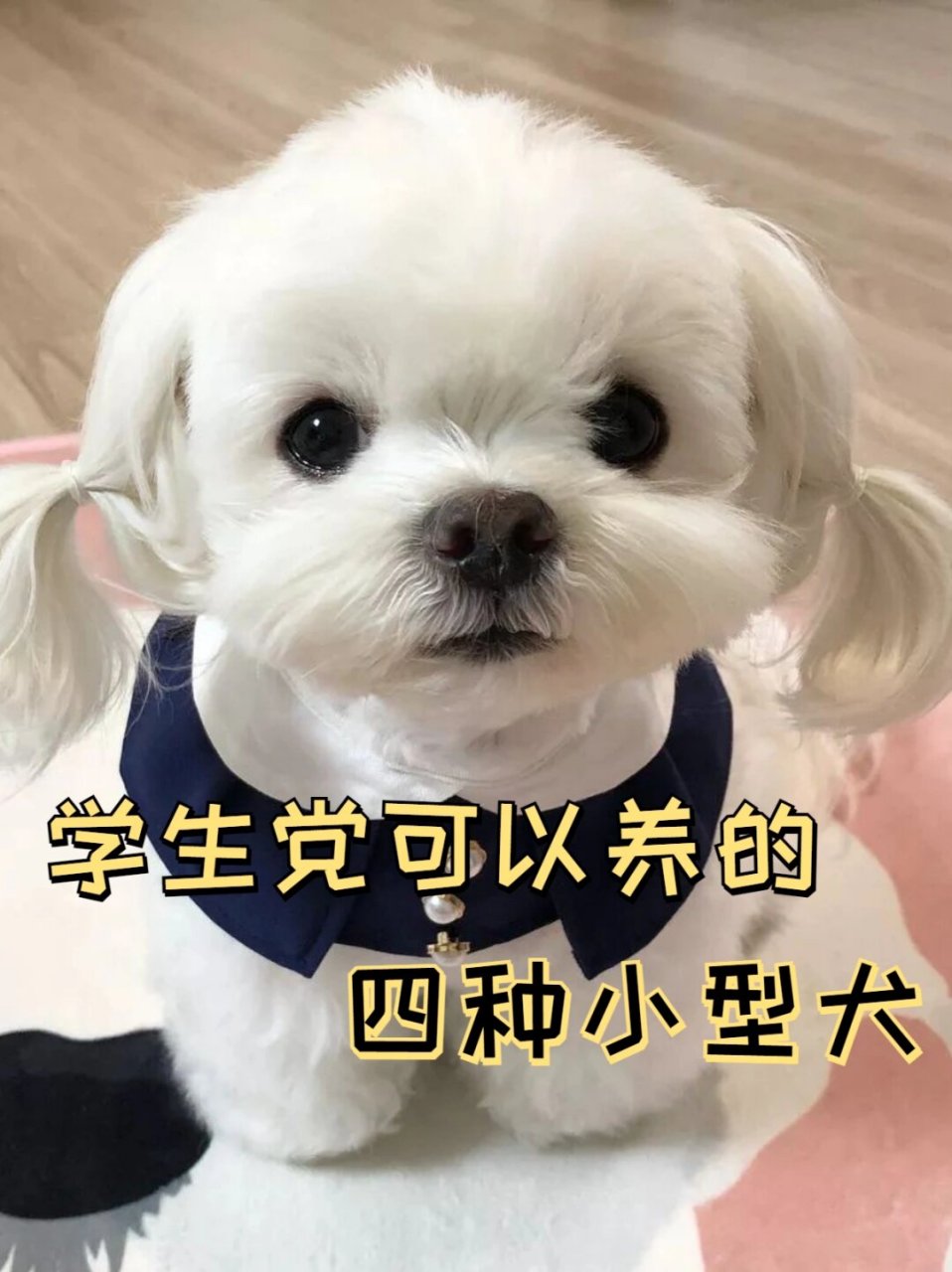 学生狗任务图片