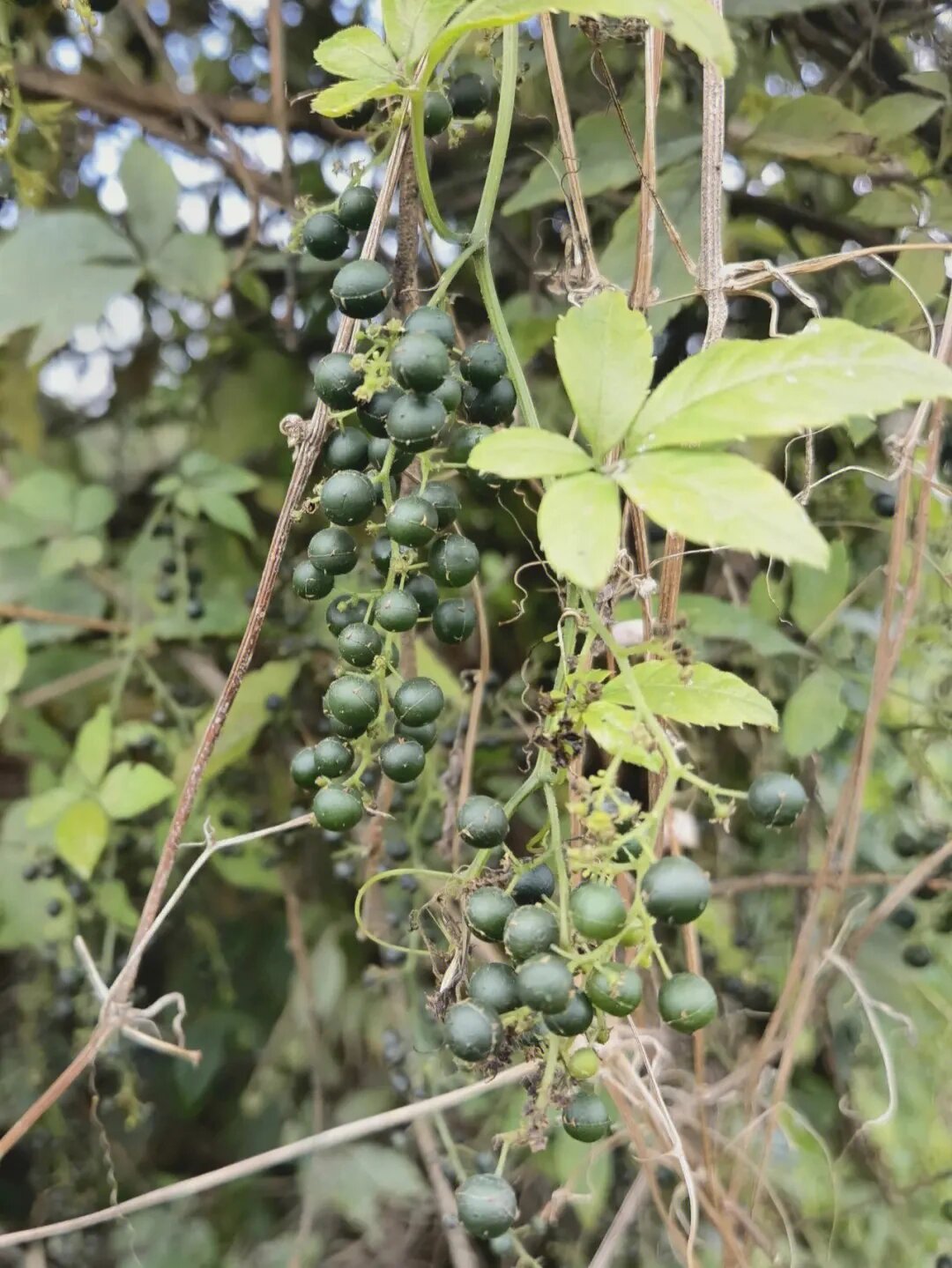 绞股蓝图片 植物图片  绞股蓝