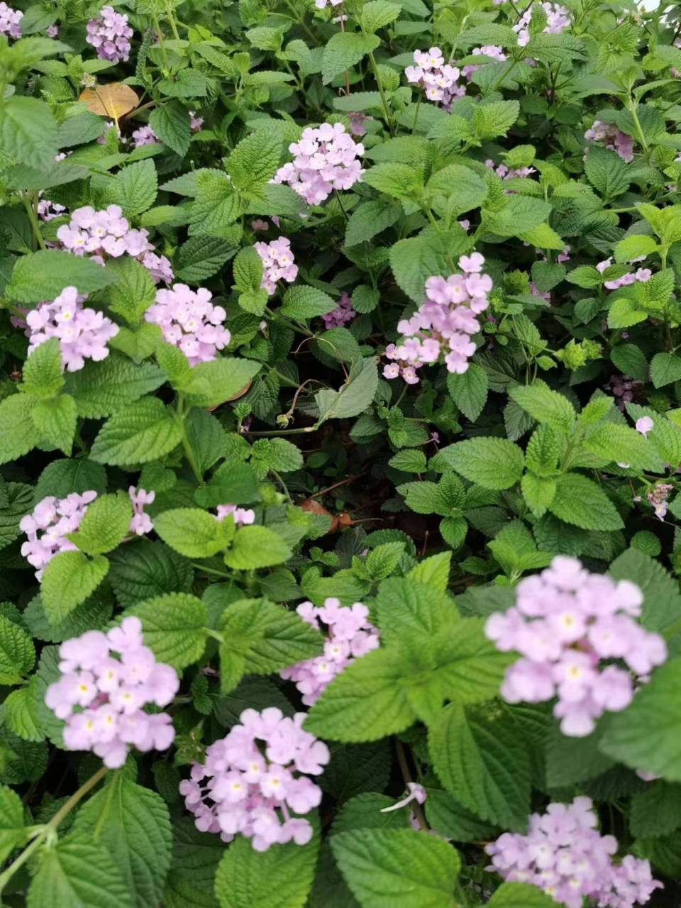 马缨丹俗名叫做:七变花,五彩花,五色梅,等等.