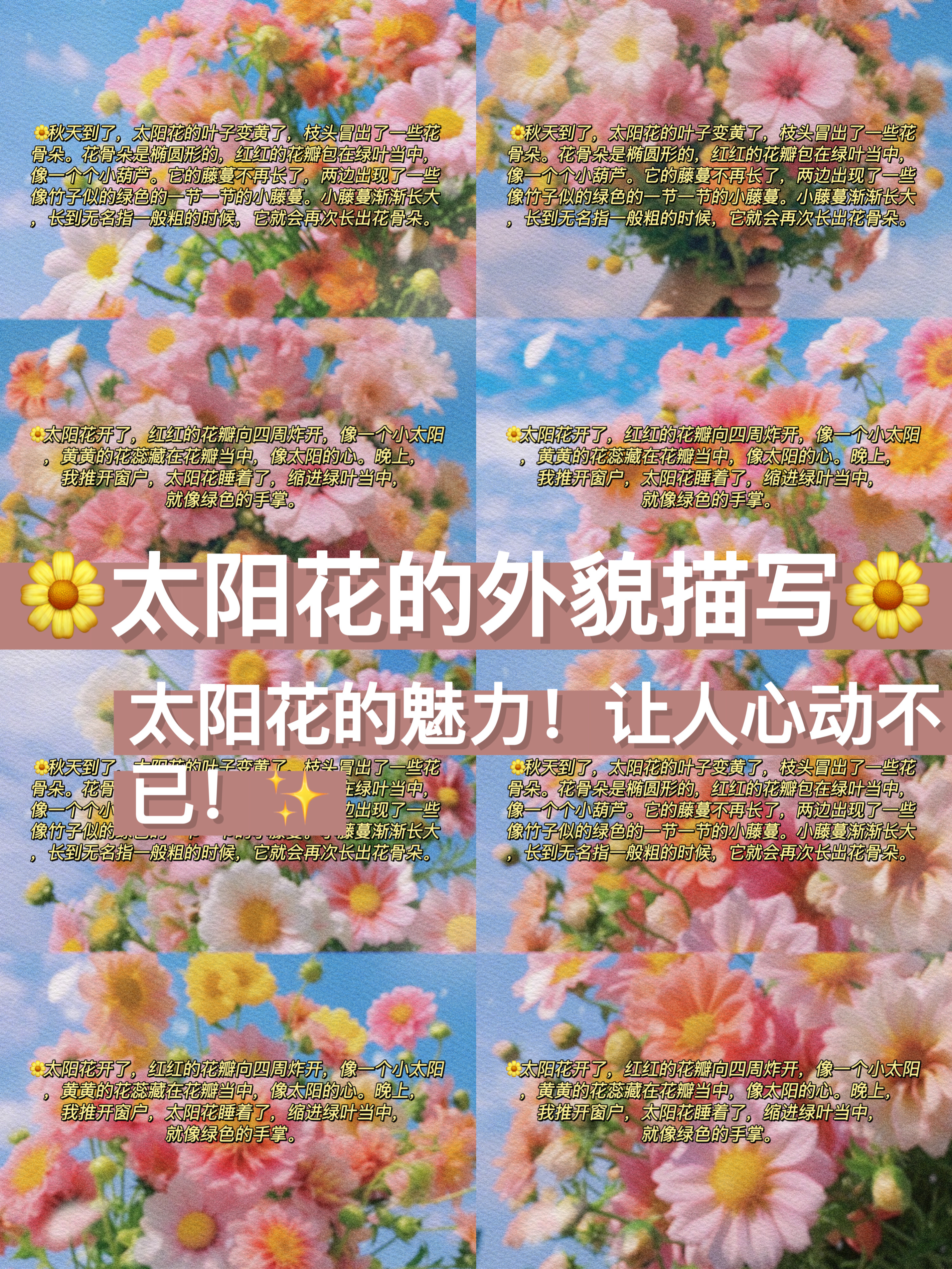 太阳花的样子描写图片